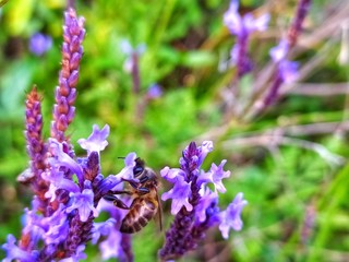 Abeja trabajando