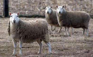 Naklejka premium Portrait of three sheep in a field.
