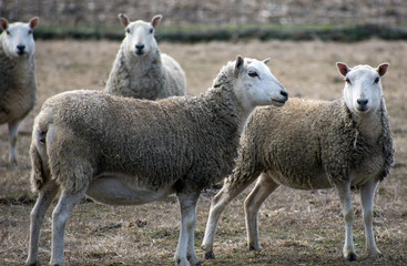 Fototapeta premium Two sheep stand in a grassy field.