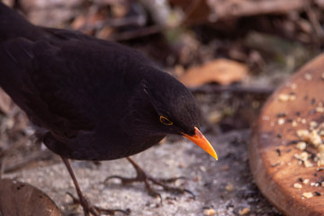 Vögel an der Winterfütterung
