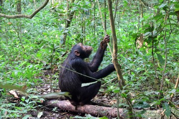 Eastern chimpanzee, Kibale Forest National Park, Uganda
