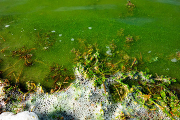 Polluted water in a river, reservoir, dead green algae due to lack of oxygen and a large spot of white foam around the water