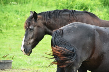 Fototapeta premium Two Black Horses