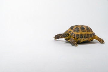 Russian Tortoise on seamless white background.