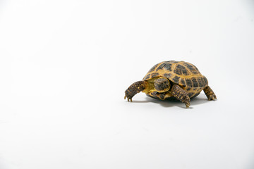 Russian Tortoise on seamless white background.