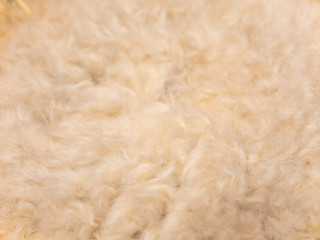 Beige light brown fluffy fur soft on top of natural green cactus tree in tropical summer like a wavy curly animal hair pattern textured background and elegance furry tender cute coat fashion detail