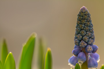 Close-up of buds and first blossoms of a  blue hyacinth with green leaves and blurry background, copy space