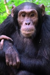 Eastern chimpanzee, Kibale Forest National Park, Uganda