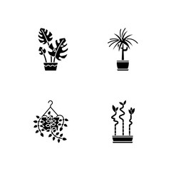 Fototapeta na wymiar Domesticated plants black glyph icons set on white space. Houseplants. Ornamental indoor plants. Pothos, dracaena. Monstera, lucky bamboo. Silhouette symbols. Vector isolated illustration