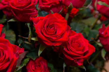 Beautiful red roses in a bouquet. Flowers