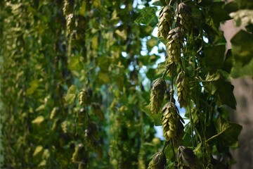 Beer Hops 