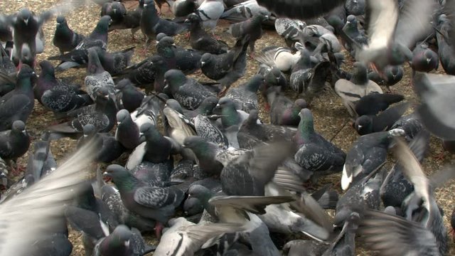 Animal Bird Pigeons