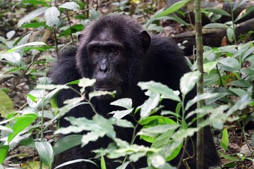 Eastern chimpanzee, Kibale Forest National Park, Uganda