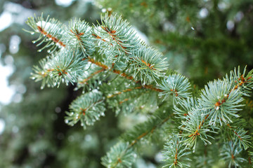 Green Christmas trees in a winter park covered with snow
