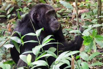 Eastern chimpanzee, Kibale Forest National Park, Uganda