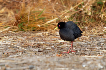 Black Crake - Amaurornis flavirostra waterbird in the rail and crake family, Rallidae. It breeds in...