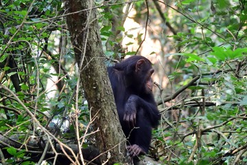 Eastern chimpanzee, Kibale Forest National Park, Uganda