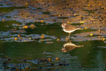 Three-banded Plover - Charadrius tricollaris small wader, resident in much of eastern and southern Africa and Madagascar, inland rivers, pools, and lakes. Red eye