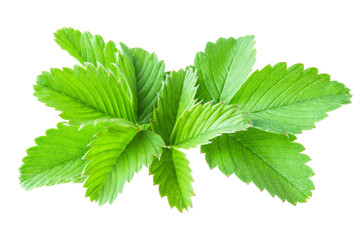 bunch of wild strawberry leaves isolated on white background