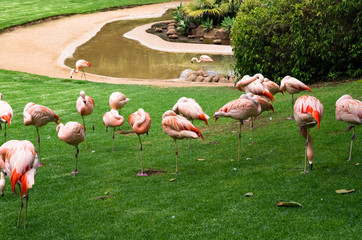 Flock of flamingo birds on a green lawn