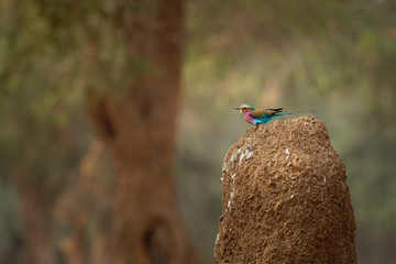 Lilac-breasted Roller - Coracias caudatus - colorful magenta, blue, green bird in Africa, widely...