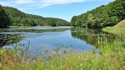 Lake in the summer