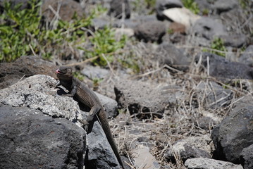 reptil Lagarto Canario