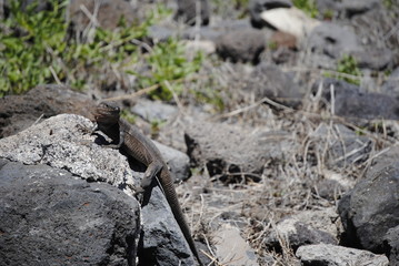 reptil Lagarto Canario