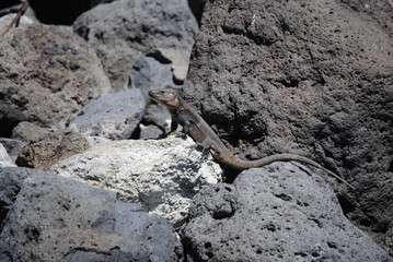 reptil Lagarto Canario