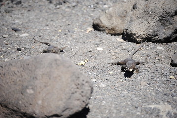 reptil Lagarto Canario