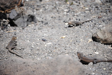 reptil Lagarto Canario