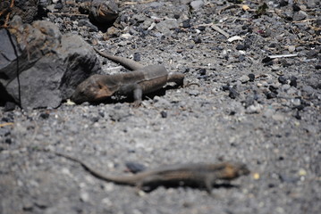 reptil Lagarto Canario