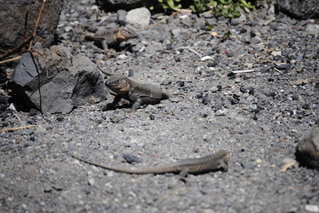 reptil Lagarto Canario