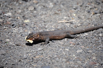 reptil Lagarto Canario