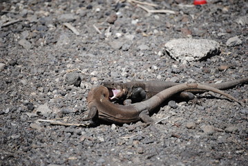 reptil Lagarto Canario