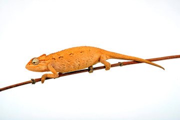 young Montane side-striped chameleon (Trioceros ellioti / Chamaeleo ellioti) © bennytrapp