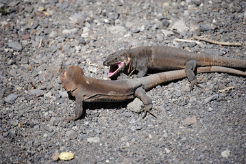 reptil Lagarto Canario pelea