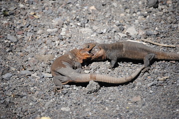 reptil Lagarto Canario pelea