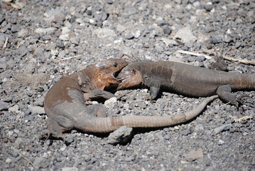 reptil Lagarto Canario
