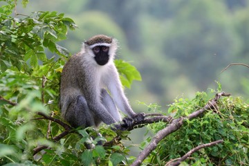 Vervet monkey, Lake Kyaninga, Uganda