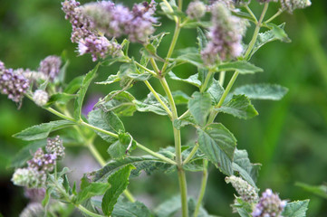 Mint long-leaved (Mentha longifolia) grows in nature