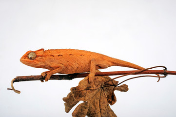 young Montane side-striped chameleon (Trioceros ellioti / Chamaeleo ellioti) © bennytrapp