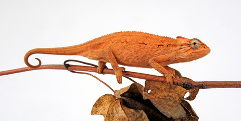 young Montane side-striped chameleon (Trioceros ellioti / Chamaeleo ellioti) © bennytrapp