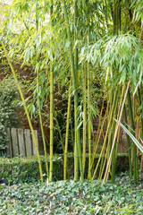 Thick bamboo stems in a garden