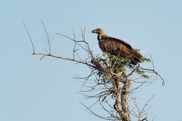 White-backed Vulture - Gyps africanus  is Old World vulture in the family Accipitridae, closely related to the European griffon vulture, standing, landing and flying on the blue sky