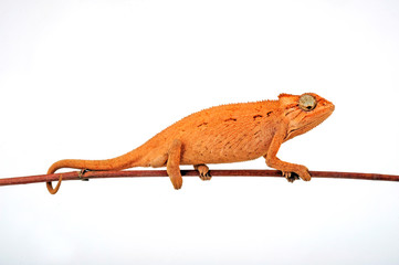 young Montane side-striped chameleon (Trioceros ellioti / Chamaeleo ellioti) © bennytrapp