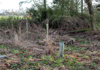 Guarded young trees in a woodland