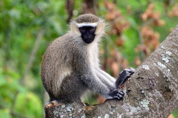 Vervet monkey, Lake Kyaninga, Uganda