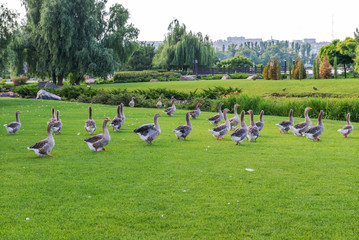 Geese graze on the lawn..