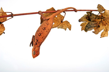 young Montane side-striped chameleon (Trioceros ellioti / Chamaeleo ellioti) © bennytrapp